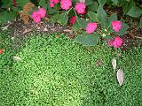 Babies tears (Soleirolia solierolii) with impatiens 